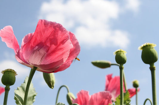 Bloom Where You Are Planted